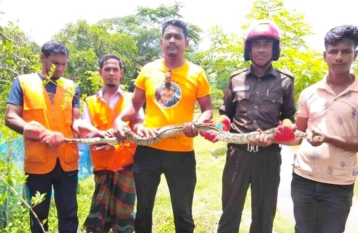 অজগর
