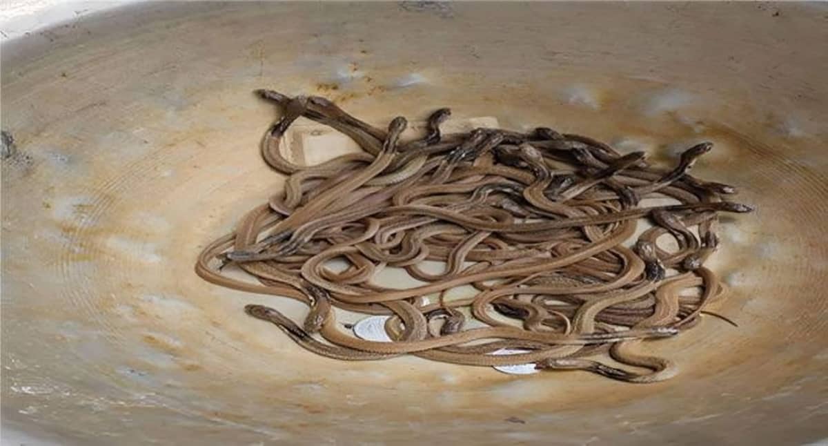 সাপুরের কাছ থেকে গোখরা সাপের ৫০ বাচ্চা উদ্ধার