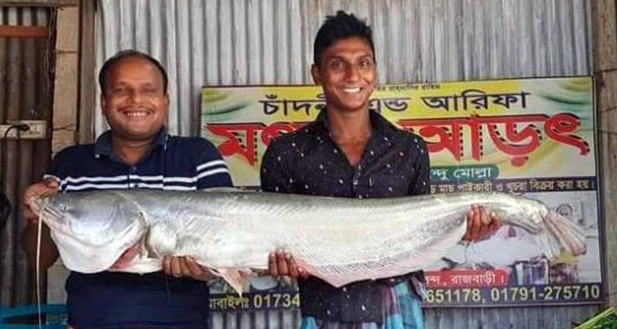 বোয়াল