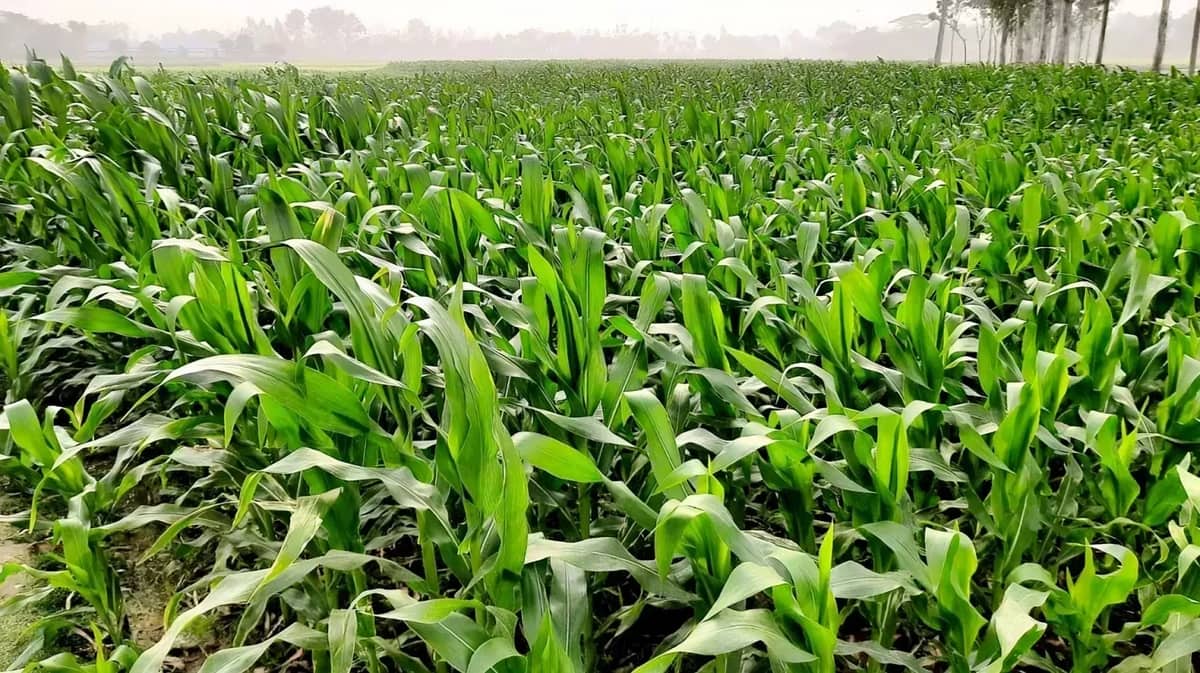 ভাগ্য বদলের আশায় তিস্তার বালুচরে ভুট্টা চাষে ঝুঁকেছেন চাষিরা