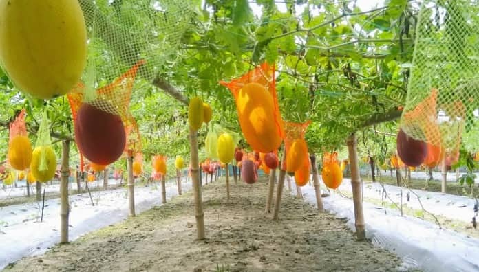 রঙিন তরমুজ চাষে স্বাবলম্বী কৃষকেরা, বাড়ছে আগ্রহ
