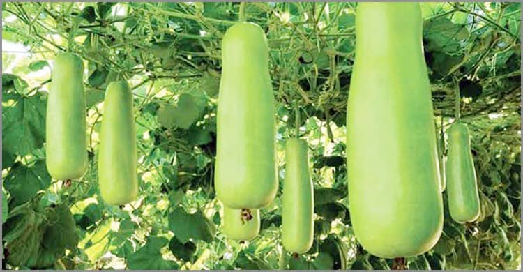 সবজি চাষ করেই বছরে লাখ লাখ টাকা আয় করছেন লিটন