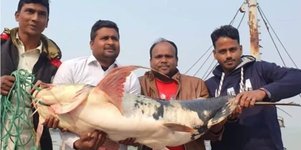 পদ্মায় এক বাঘাইর মাছের দাম ৩৫ হাজার টাকা