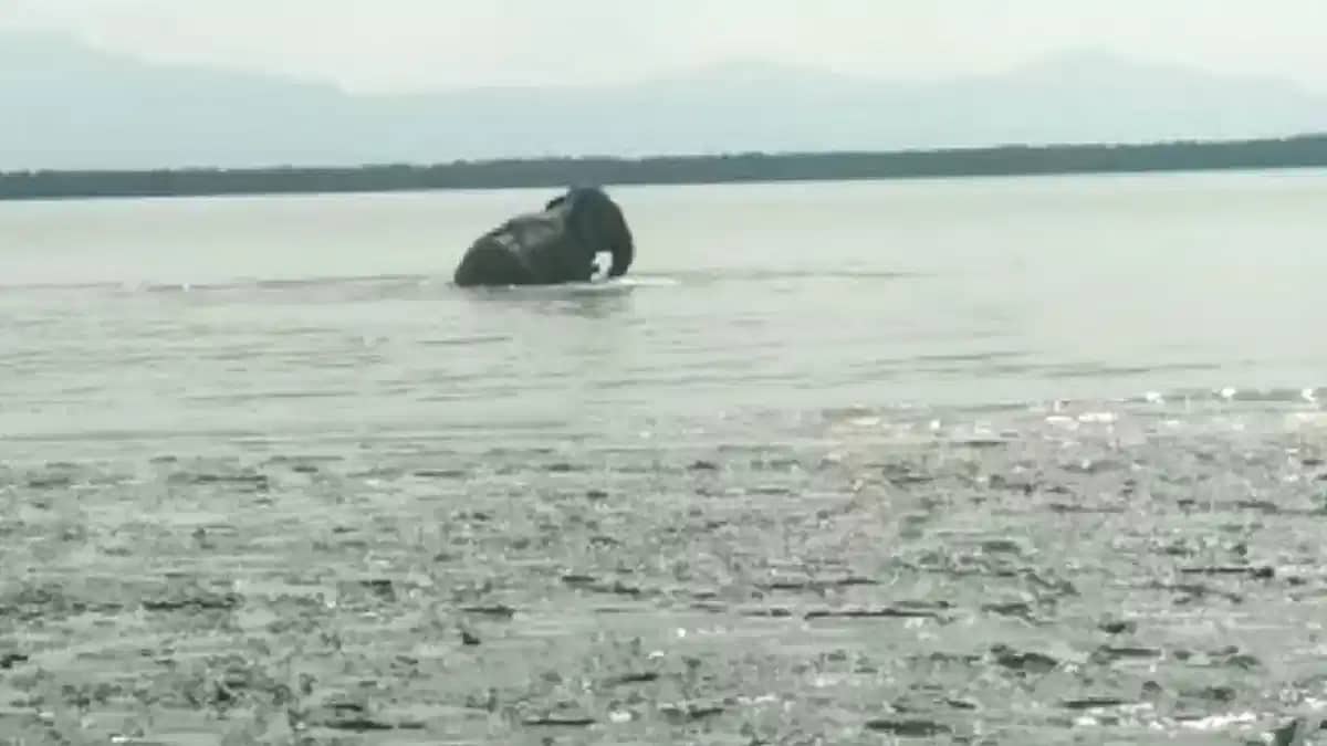 নাফ নদীতে মিয়ানমার থেকে ভেসে আসা বন্যহাতি ফিরে গেল 