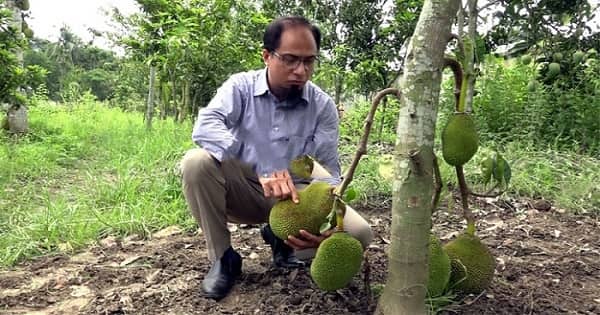আঠাহীন বারোমাসি কাঁঠালের জাত, চারার জন্য ভিড়