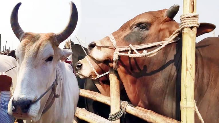 কতটুকু সম্পদের মালিক হলে কুরবানি ওয়াজিব