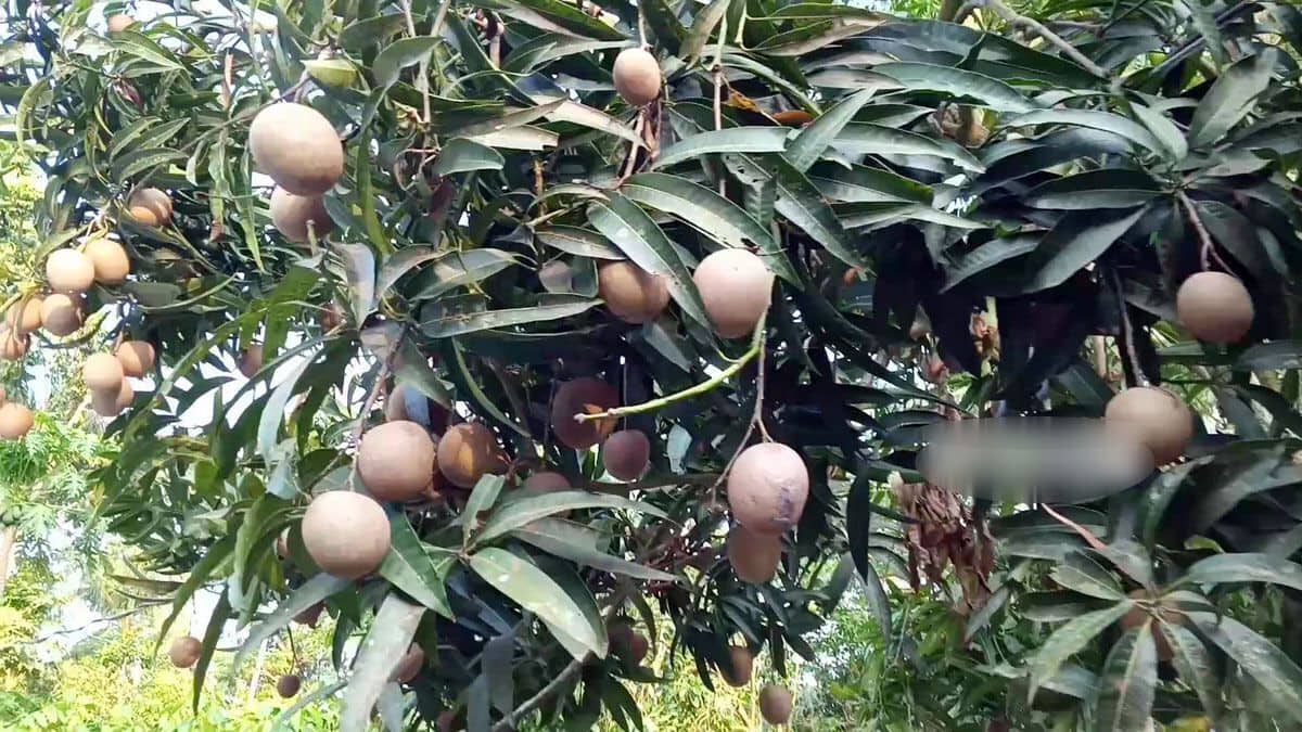 আম গাছে ঝুলছে ধূসর বর্ণের সফেদার মতো এ ফল