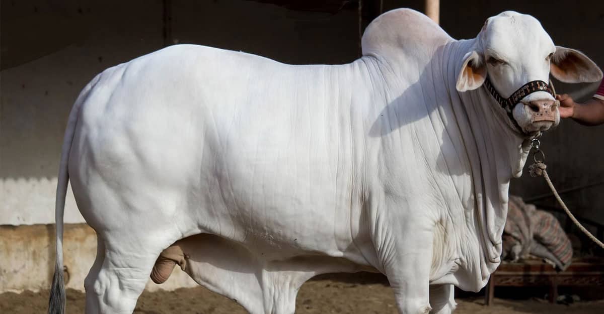 ঋণ পরিশোধ আগে না কোরবানি?