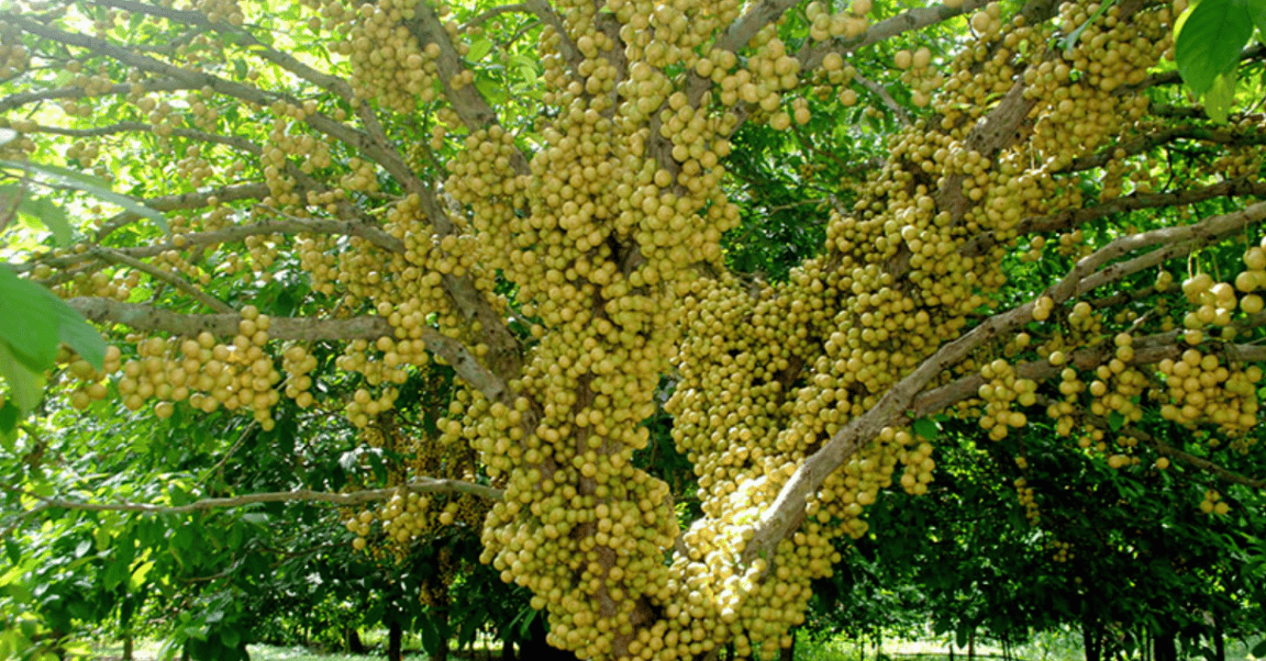 লটকন গাছ