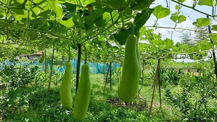 লাউ চাষে ব্রাহ্মণবাড়িয়ার যুবক মামুনের সাফল্য