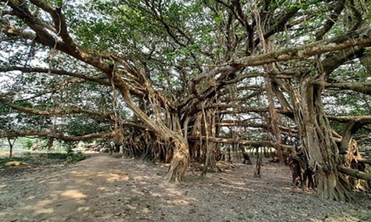 ৪০০ বছরের বটবৃক্ষ