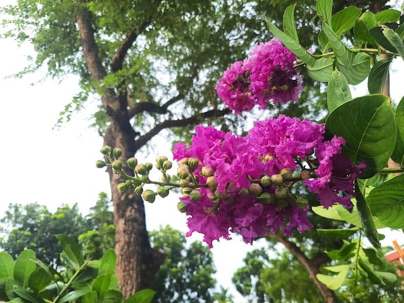 পথে পথে জারুলের স্নিগ্ধ ছোঁয়া