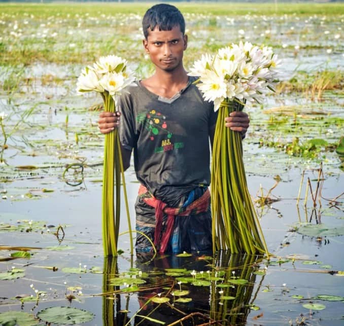 মেন্দী বিল যেন শাপলায় আঁকা এক নকশিকাঁথা