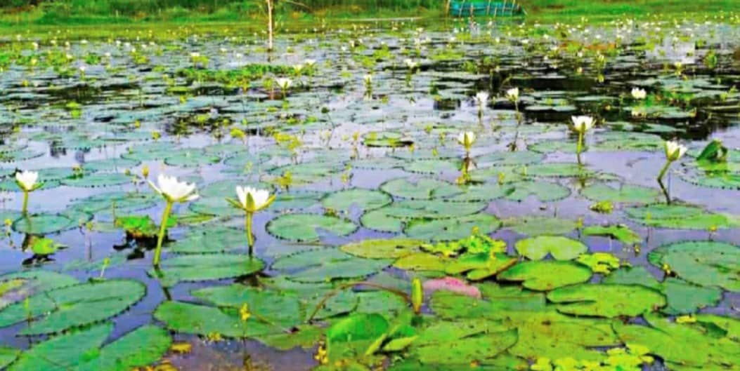 মেন্দী বিল যেন শাপলায় আঁকা এক নকশিকাঁথা