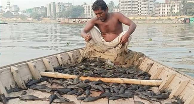 কালো সোনাও হতে পারে সাকার মাছ