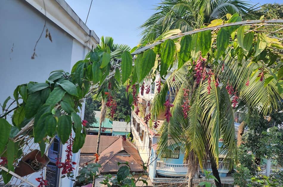 ছাদ বাগানে শোভা পাচ্ছে ‘বাসরলতা’