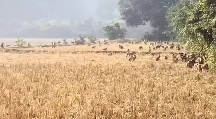 হাজার হাজার বানর