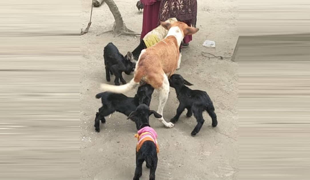 ছাগলছানাকে দুধ পান করাচ্ছে কুকুর!