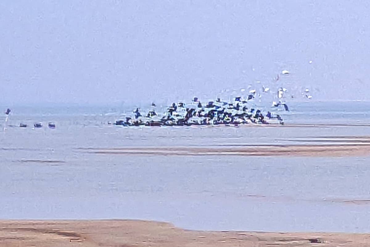 অতিথি পাখি