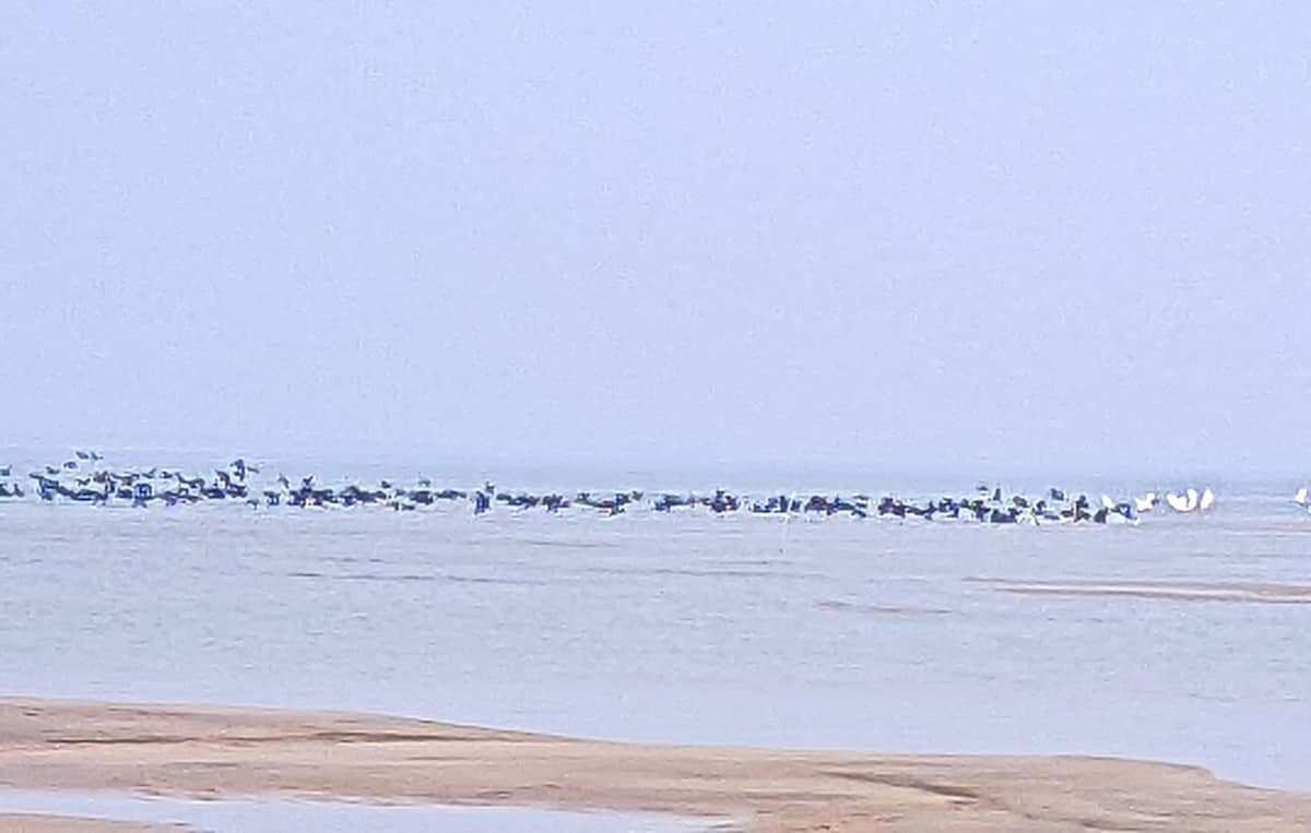 অতিথি পাখি