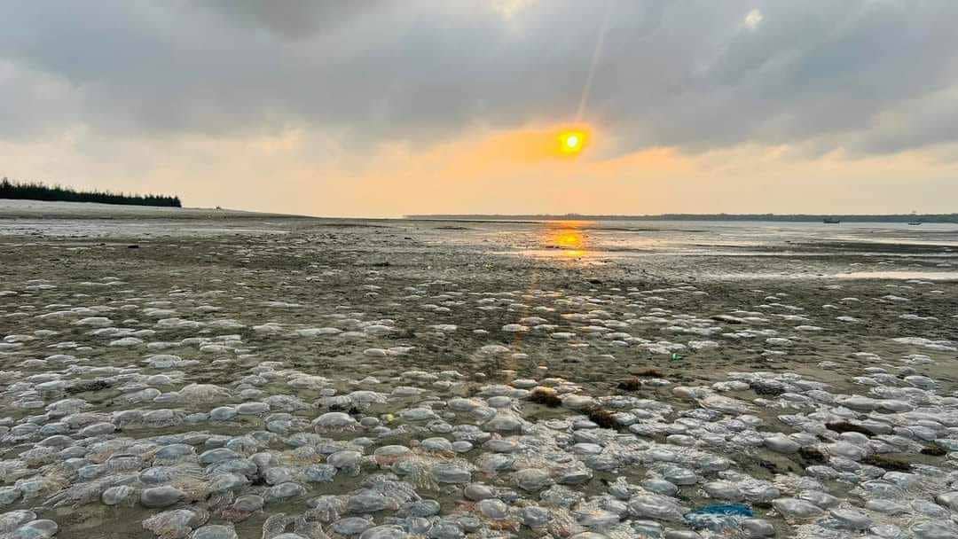 মরা জেলিফিশে ছেয়ে যাচ্ছে কুয়াকাটা সৈকত, ছড়িয়ে পড়ছে দুর্গন্ধ