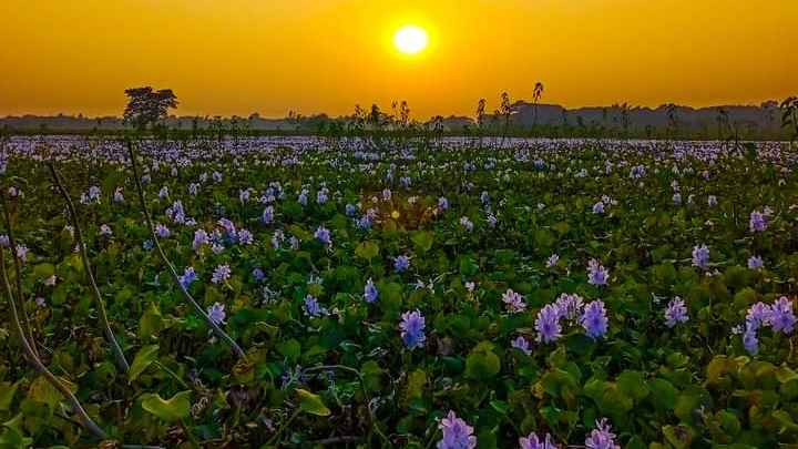 দুই স্ত্রী মুখোমুখি, পালিয়ে ডোবায় ঝাঁপ দিলেন স্বামী