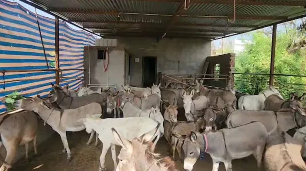 donkey milk