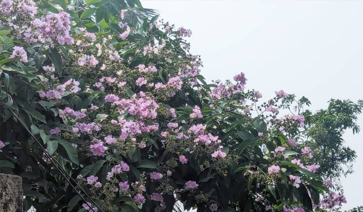 কালীগঞ্জের পথে-ঘাটে সৌন্দর্য ছড়াচ্ছে কৃষ্ণচূড়া-জারুল-সোনালু ফুল-২