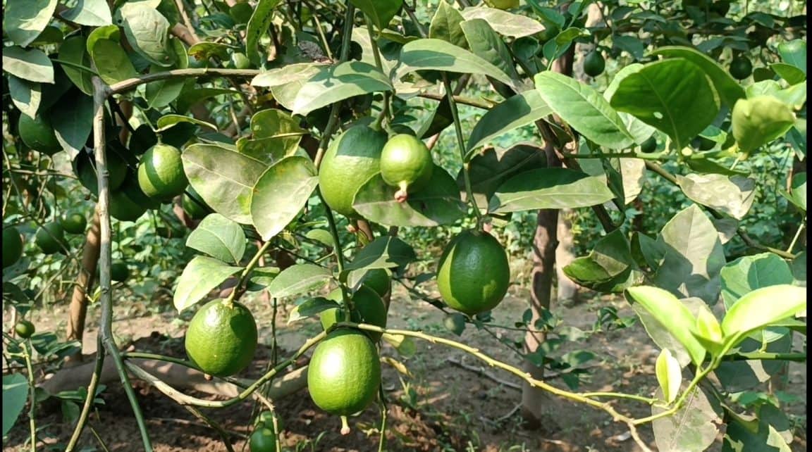 বারোমাসি লেবু চাষে সোহানের চমক