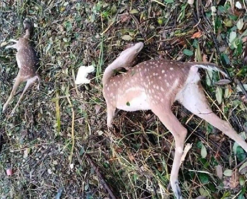 হাতিয়ায় দেড়লাখ মানুষ পানিবন্দি, ভেসে গেছে হরিণসহ দুই হাজারের বেশি পশু