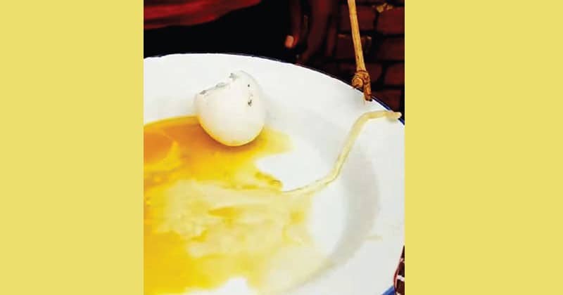 মুরগির ডিমে সাপের বাচ্চা!
