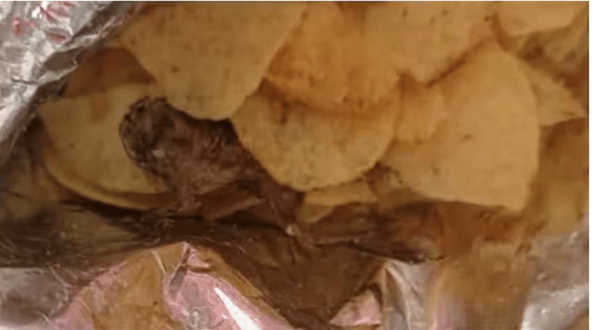 চিপসের প্যাকেটে মরা ব্যাঙ!