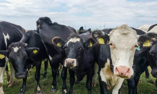 cow