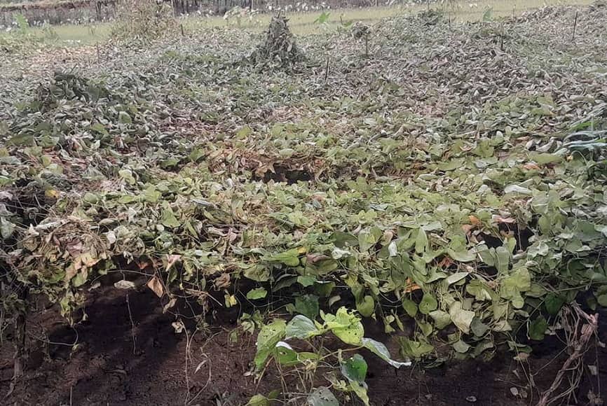দ্বিতীয় দফা বন্যায় কুড়িগ্রামে ৭৩৫০ হেক্টর জমির ফসল ক্ষতিগ্রস্ত