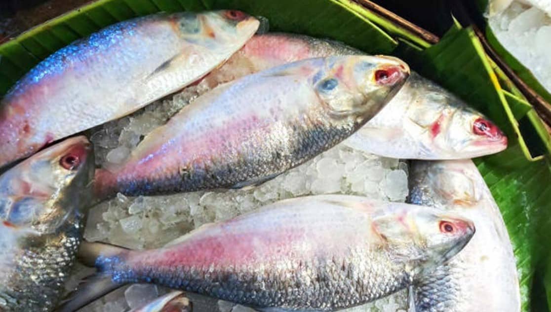 ইলিশ মাছ জব্দ