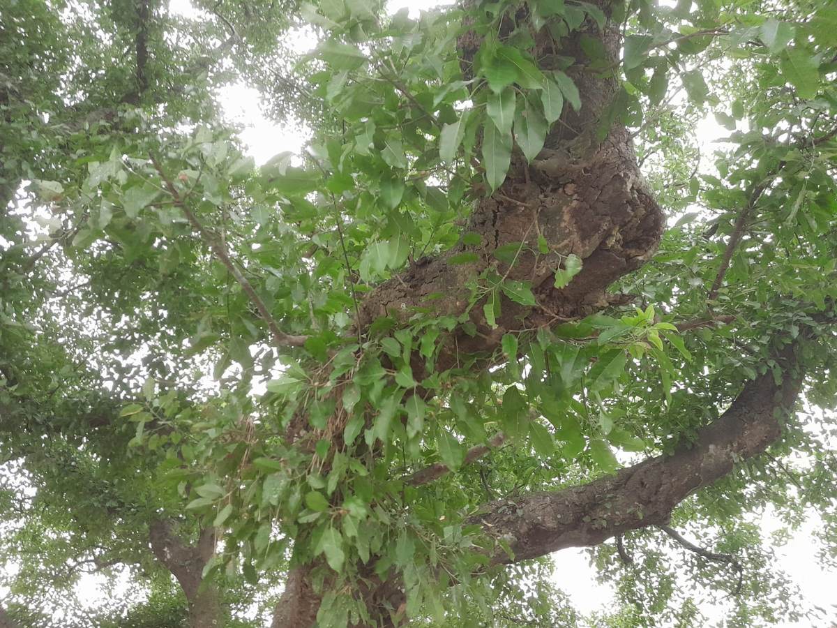 গাইবান্ধার এই ‘অচিনবৃক্ষ’ ঘিরে রয়েছে নানান রহস্য, বয়স ৫০০ বছর!