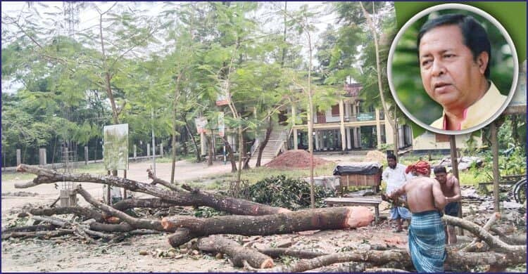 ইউনিয়ন পরিষদের গাছ বিক্রি করে দিলেন পলাতক চেয়ারম্যান