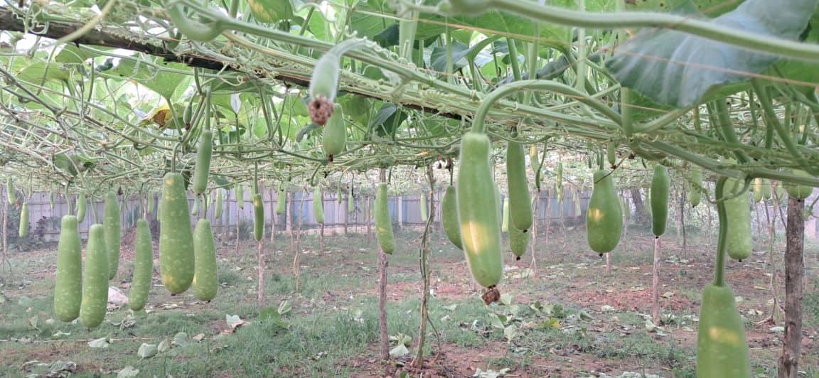 গাজীপুরে লাউ চাষে চমক, ১৫ লাখ টাকা বিক্রির আশা মর্জিনার