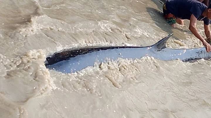 মেঘনা নদীতে মিলল বিশাল আকৃতির তিমি!
