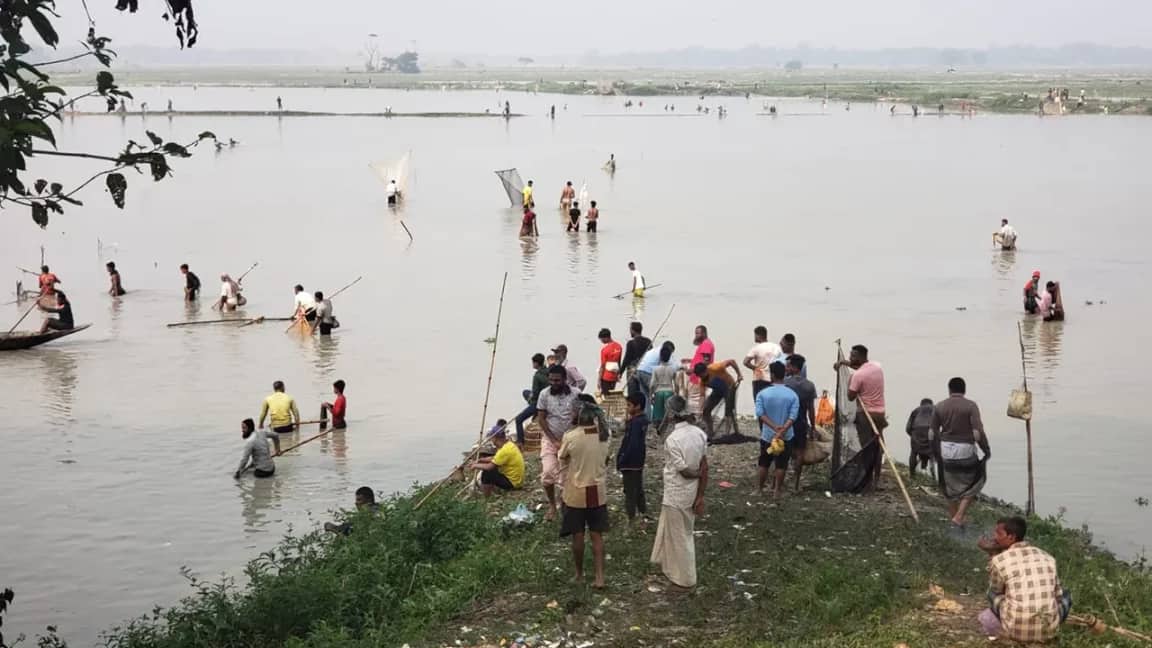 বিএনপি কর্মীর নেতৃত্বে জলমহালের মাছ লুট