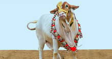 Cow