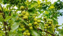 ম্যানচিনিল