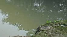 শিশু