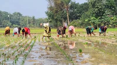 কনকনে ঠান্ডায় নারীরাও বোরো ধান রোপণে ব্যস্ত