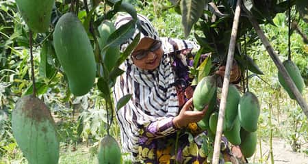 আমের ডাল