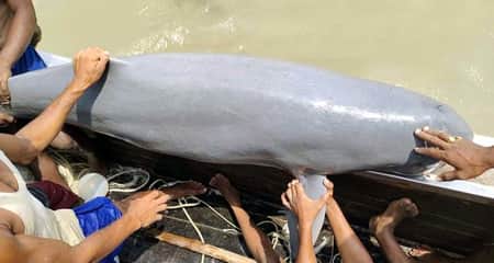জেলের জালে ইরাবতী ডলফিন, সঙ্গে কচ্ছপও ইরাবতী প্রজাতির ডলফিন