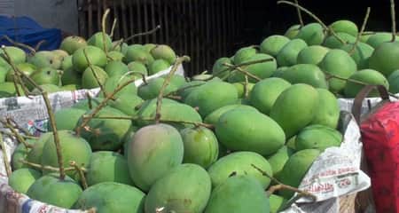 বাজারে এখন শুধু গোপালভোগ আর গোবিন্দভোগ গোপালভোগ আর গোবিন্দভোগ