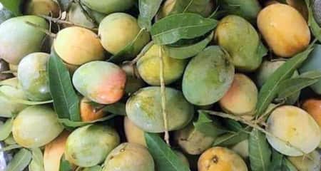 গোপালভোগ