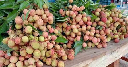 চায়না থ্রি লিচু