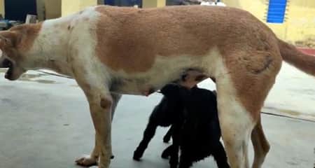 মারা যাওয়া ছাগল বন্ধুর বাচ্চাদের দুধ খাওয়ায় কুকুর ছাগল বন্ধুর বাচ্চাদের